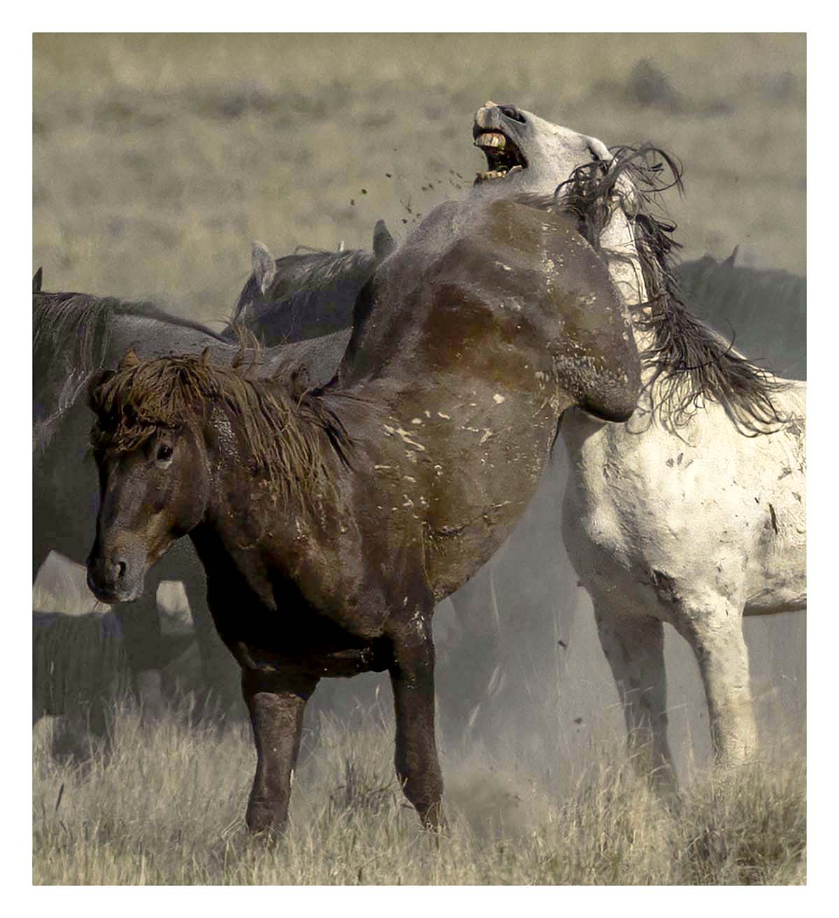 BCJ Wild Horses of Utah